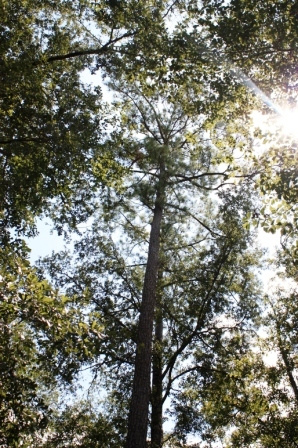 Southeast Texas Tree Canopy
